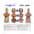 Modèle de cerveau éducatif en plastique PNT-0612 avec 3 parties